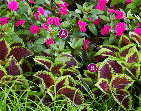 How to Successfully Overwinter Your Dark Witch Coleus